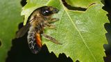 Garten-Blattschneiderbiene