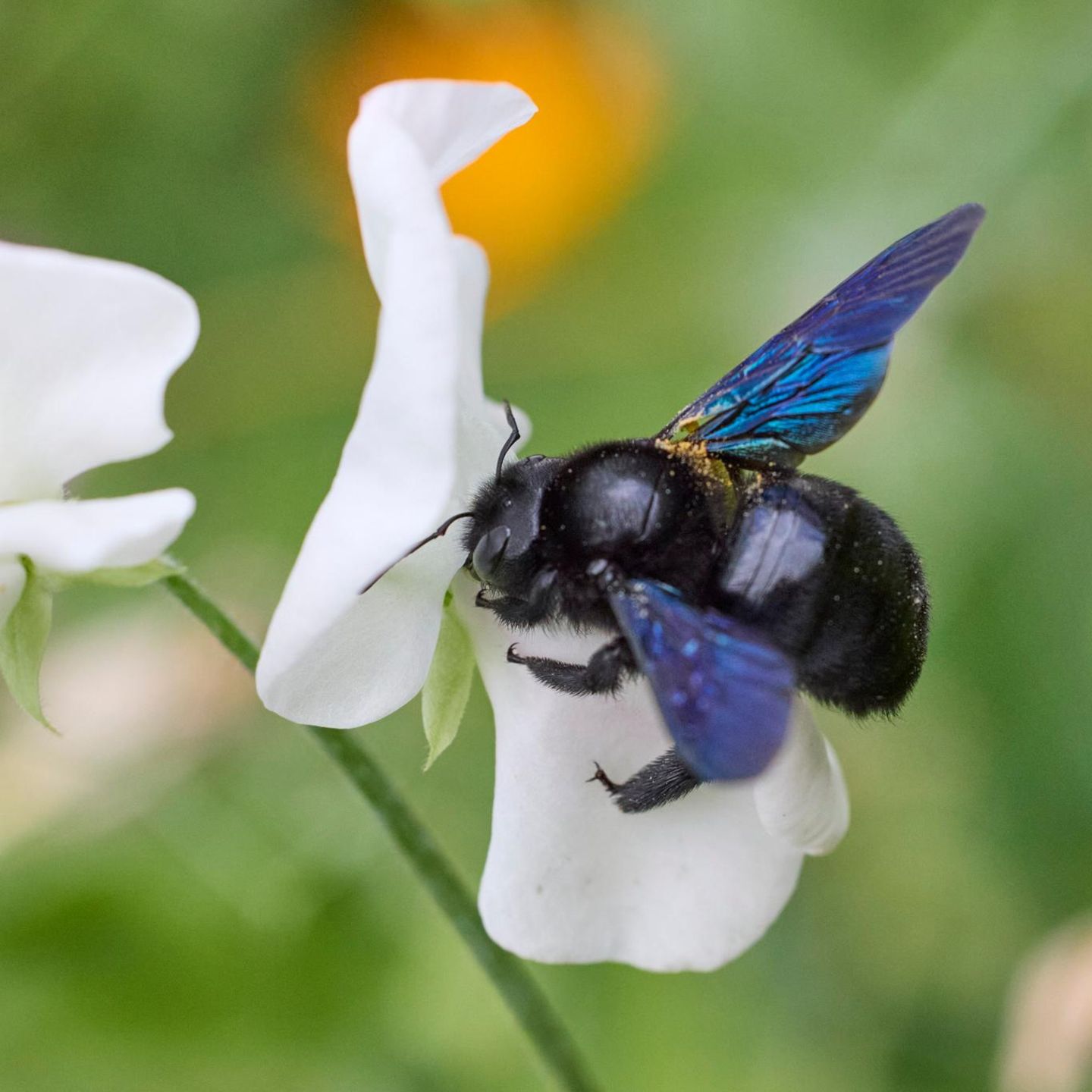 Blauschwarze Holzbiene