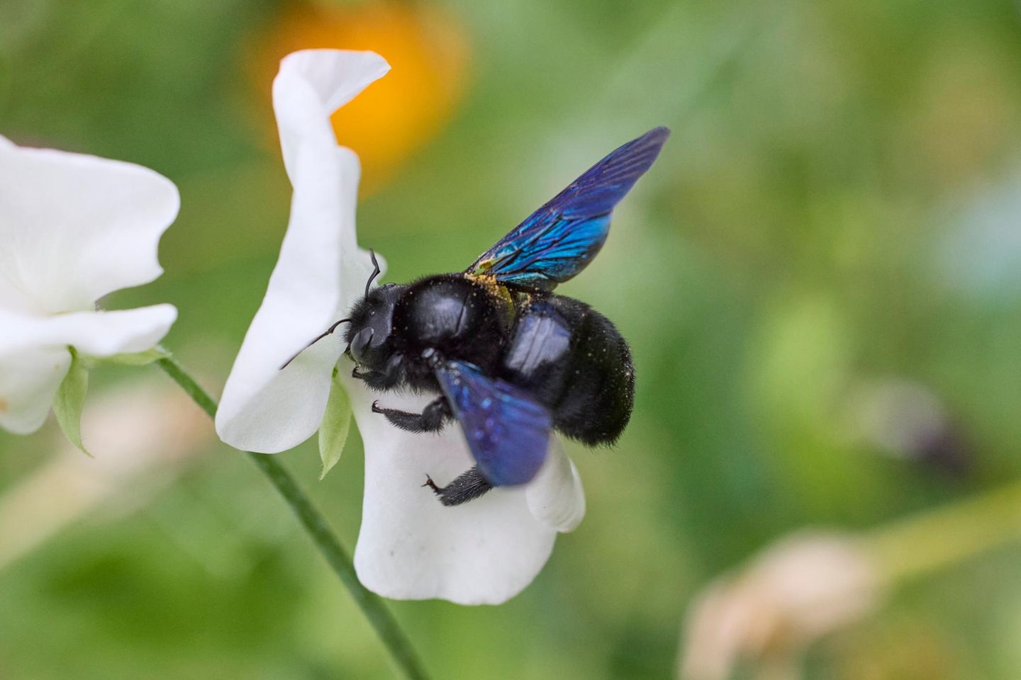 Blauschwarze Holzbiene Blauschwarze Holzbiene