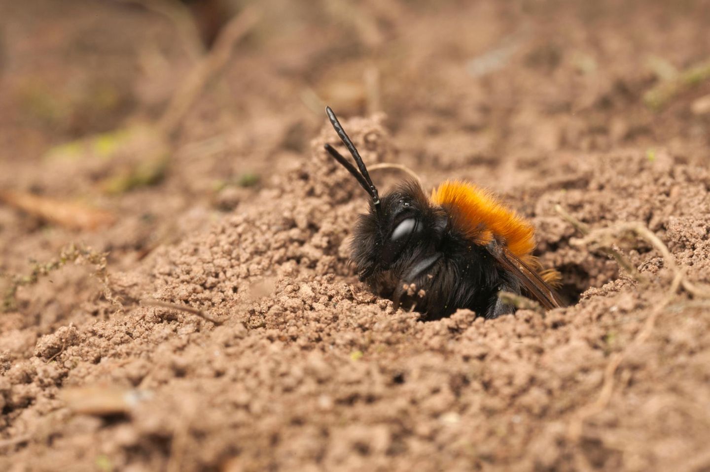 Fuchsrote Sandbiene Fuchsrote Sandbiene