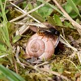 Zweifarbige Schneckenhausbiene