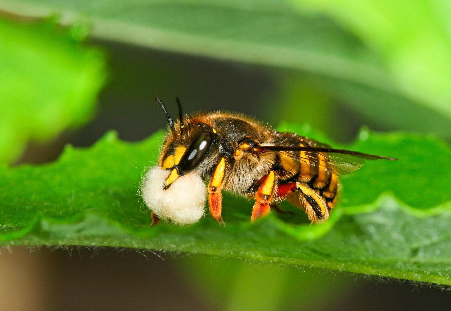 Garten-Wollbiene Garten-Wollbiene