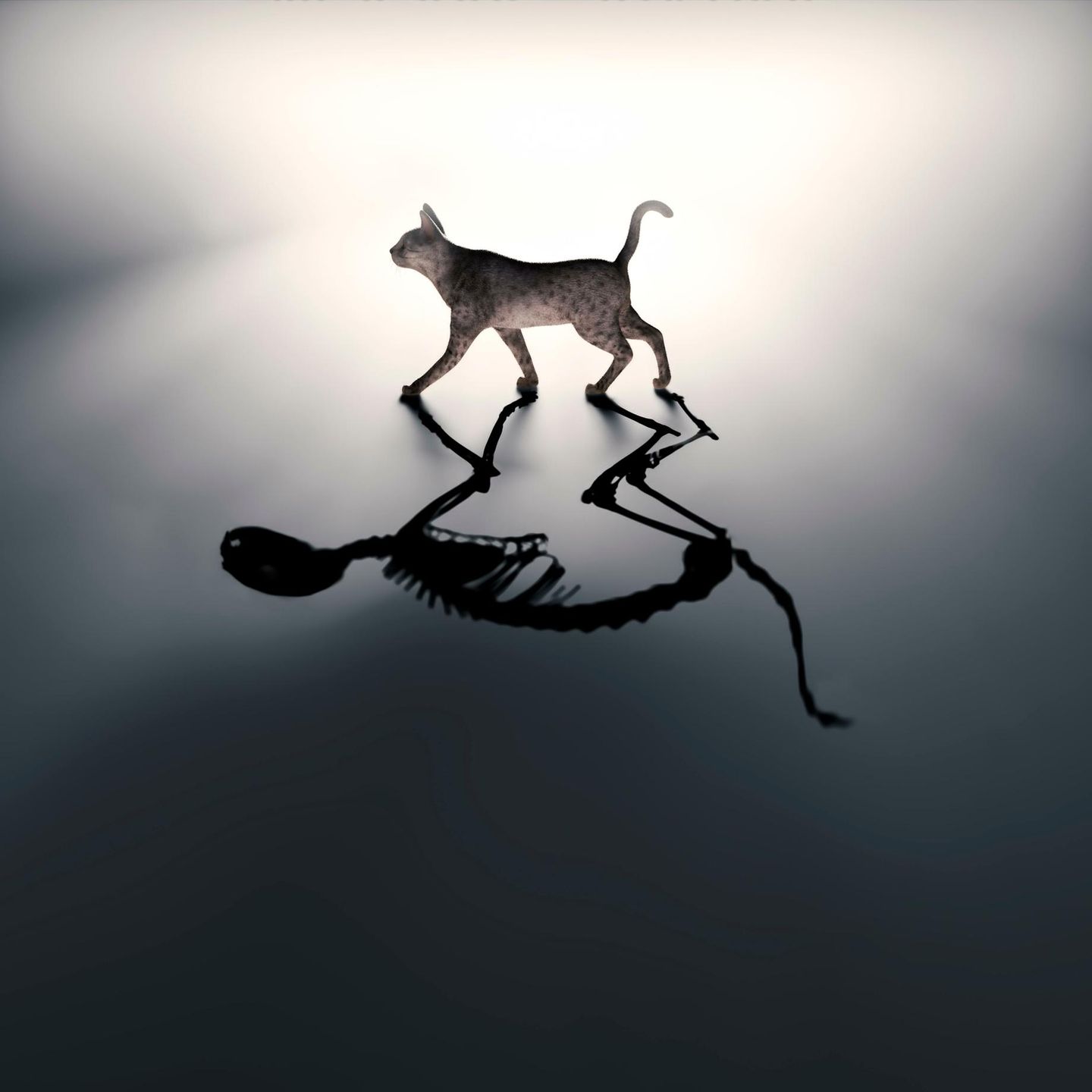 Schrödingers Katze Und Die Postmoderne Selbstvergöttlichung