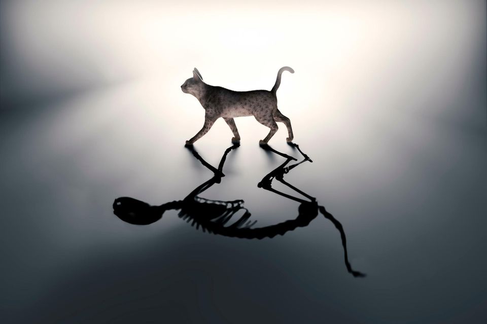 Ein berühmtes Gedankenexperiment zeigt, wie bizarr das quantenmechanische Phänomen der Überlagerung ist: Eine Katze ist darin zugleich tot und lebendig 1.1124