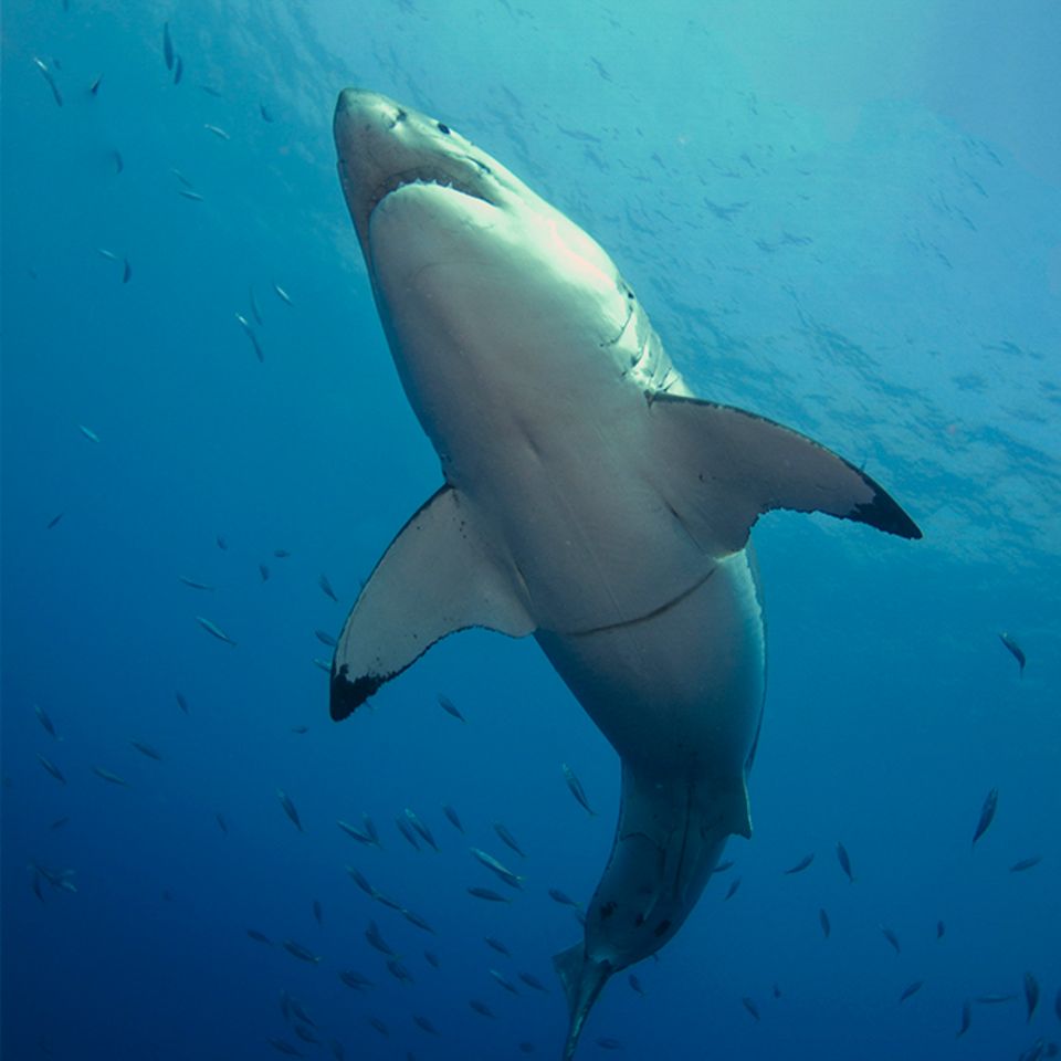 Weißer Hai und Orcas