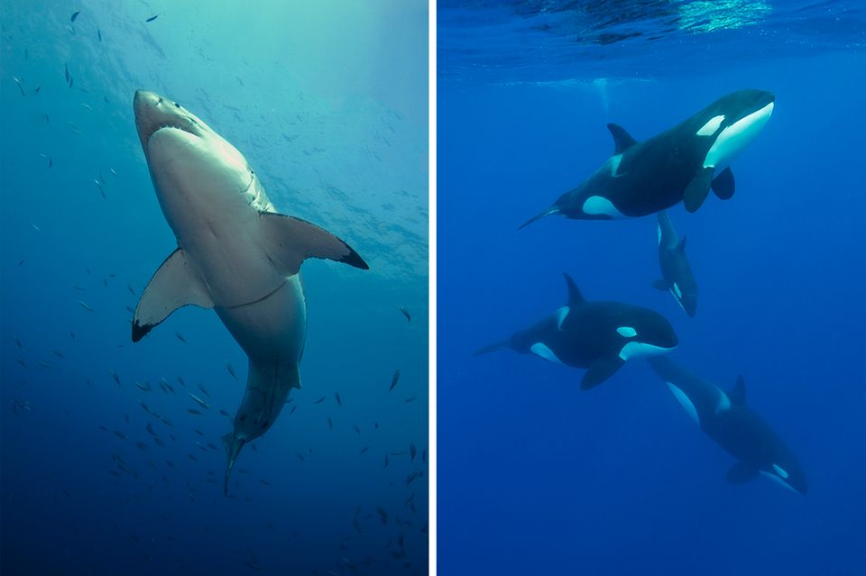 Weißer Hai und Orcas 1.4989