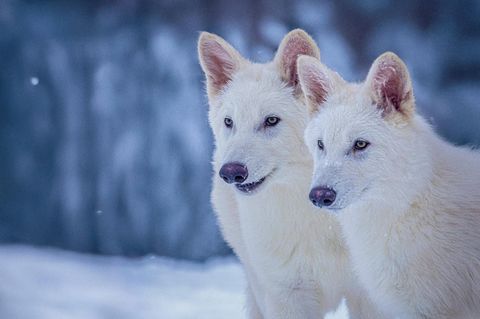 Romulus und Remus im Alter von drei Monaten: Auferstandene Schattenwölfe oder genetisch veränderte Graue Wölfe?