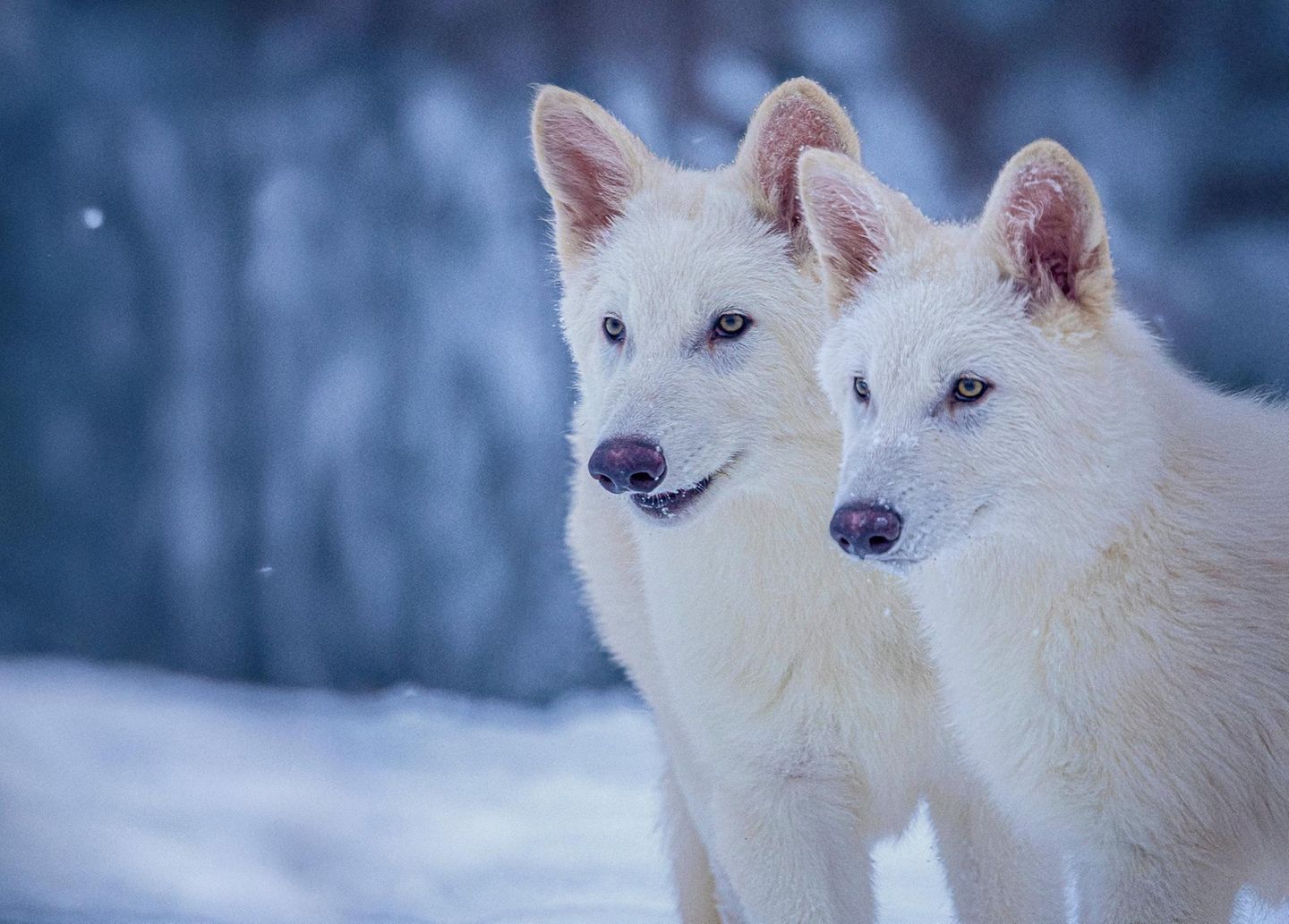 Romulus und Remus im Alter von drei Monaten: Auferstandene Schattenwölfe oder genetisch veränderte Graue Wölfe?