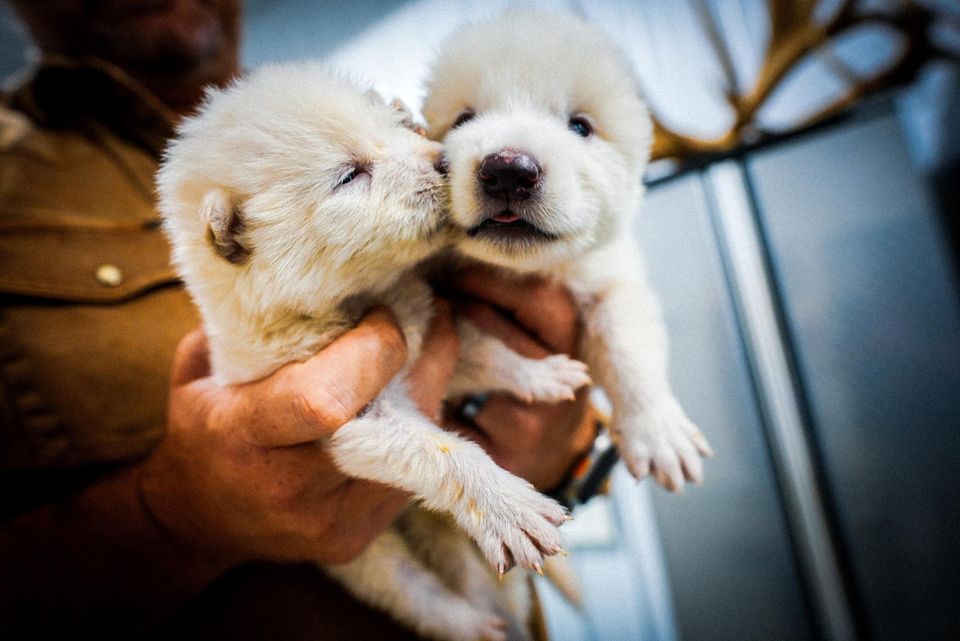 De-Extinction: Romulus und Remus als Welpen. Zwei Hündinnen dienten als Leihmütter; aufgezogen wurden die Wölfe von Hand Romulus und Remus als Welpen. Zwei Hündinnen dienten als Leihmütter; aufgezogen wurden die Wölfe von Hand
