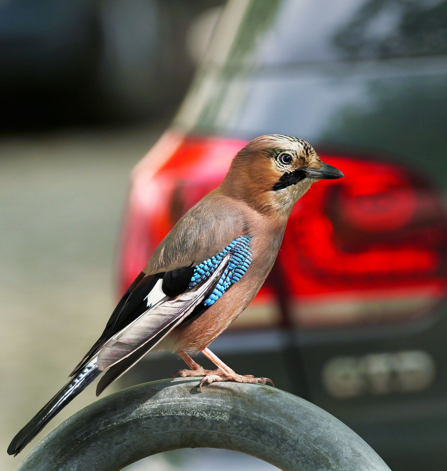 Eichelhäher Eichelhäher