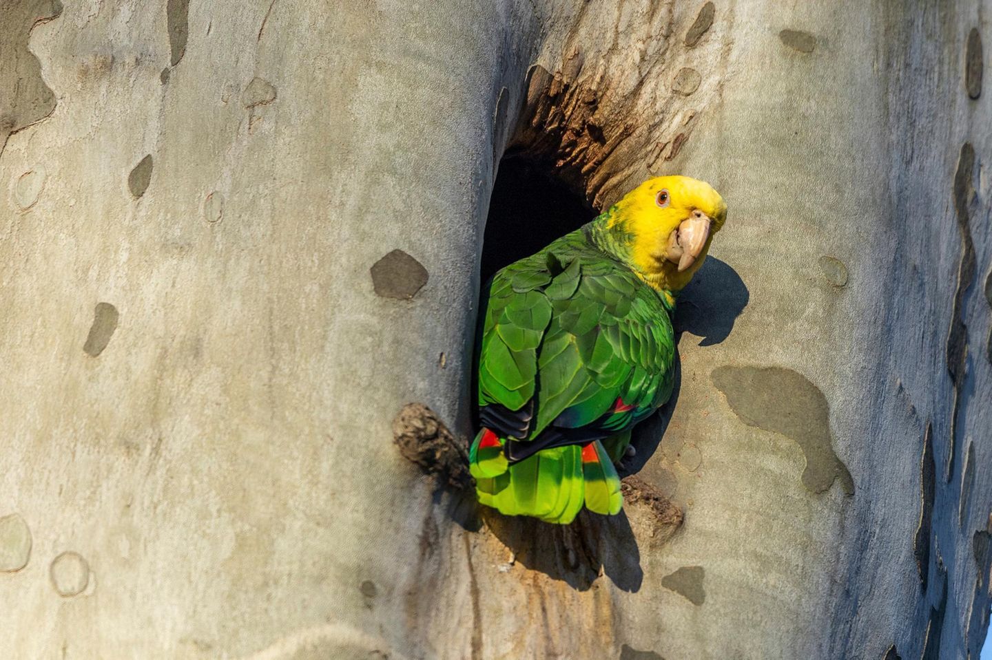 Gelbkopfamazone Gelbkopfamazone