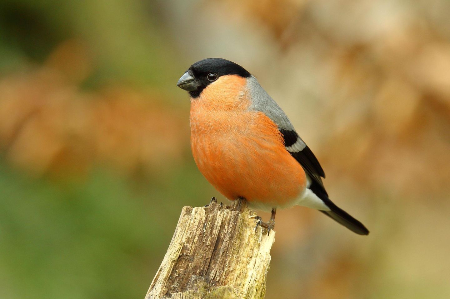 Gimpel (Männchen) Gimpel