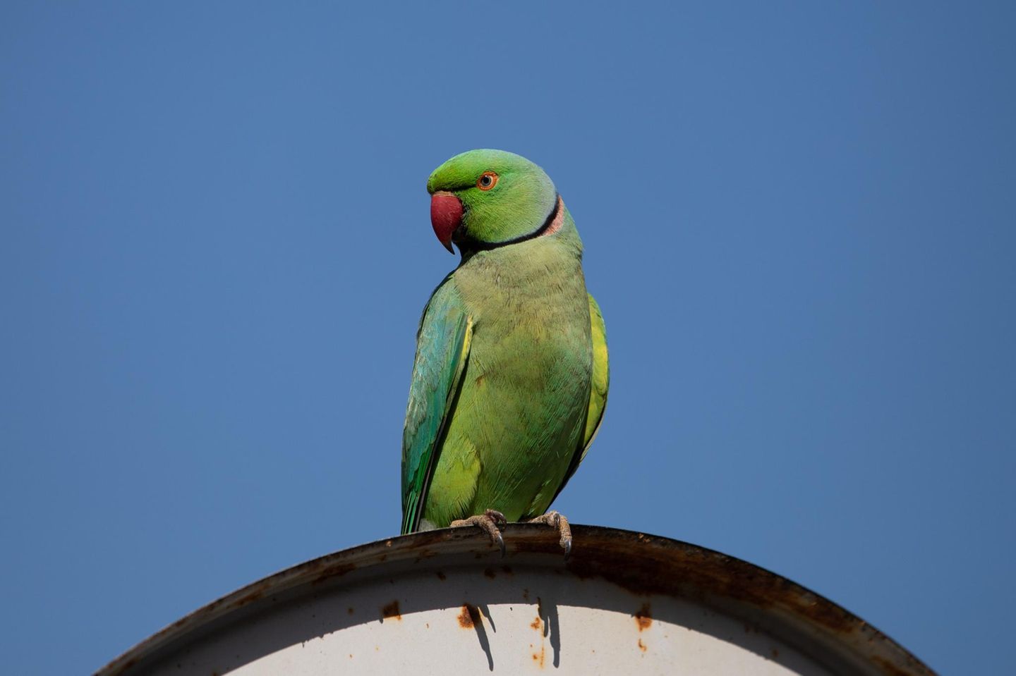 Halsbandsittich Halsbandsittich