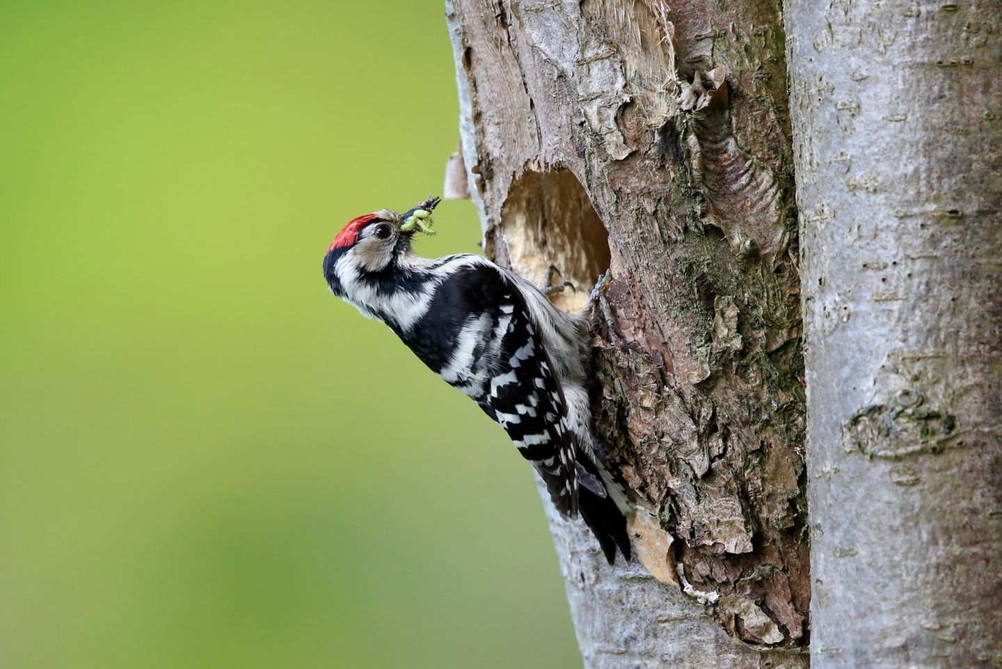 Buntspecht kleiner Buntspecht