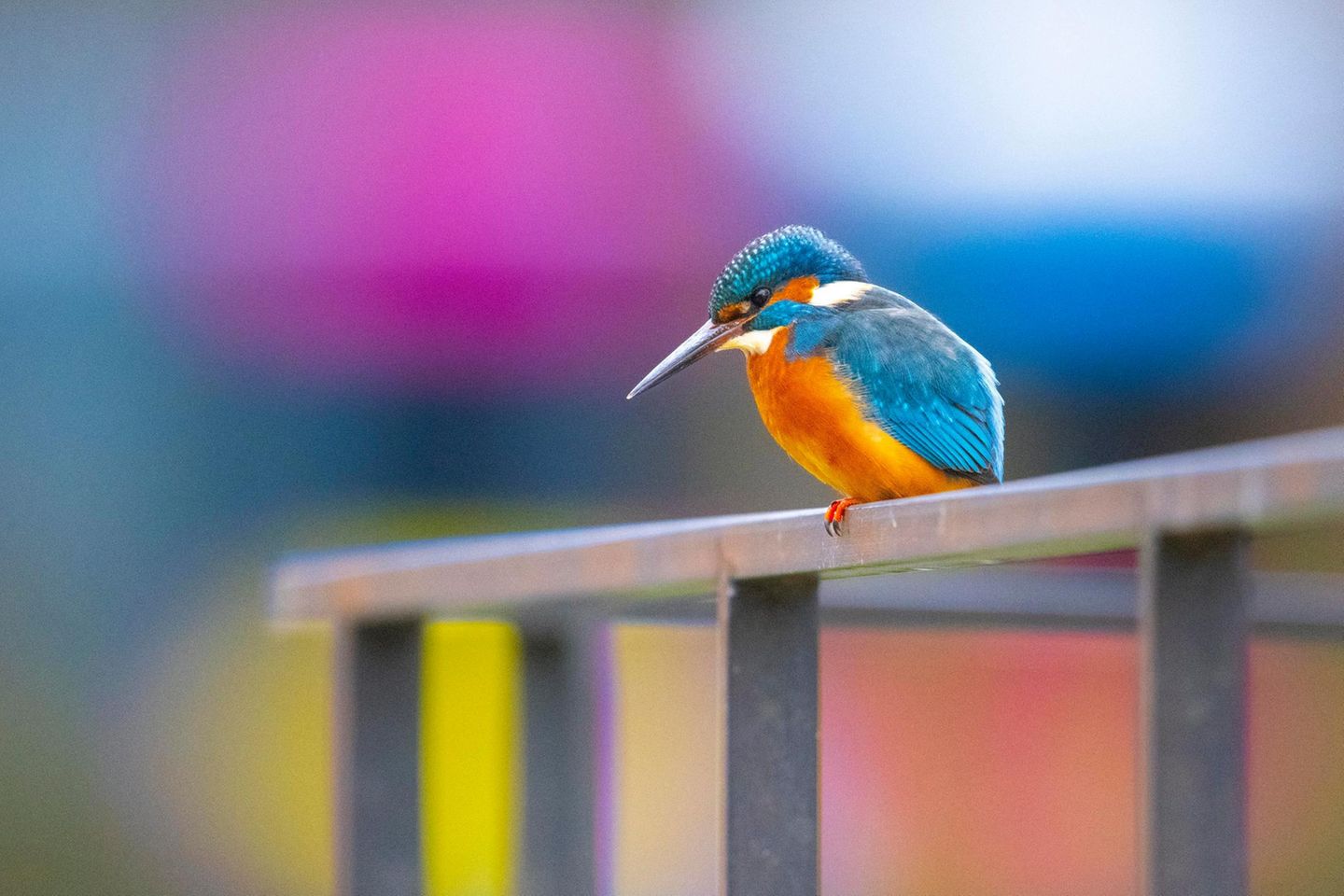 Eisvogel Eisvogel auf Geländer
