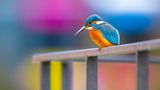 Eisvogel auf Geländer