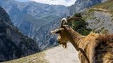 Eine Bergziege schaut in die Berglandschaft der  Picos de Europa