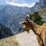 Eine Bergziege schaut in die Berglandschaft der  Picos de Europa