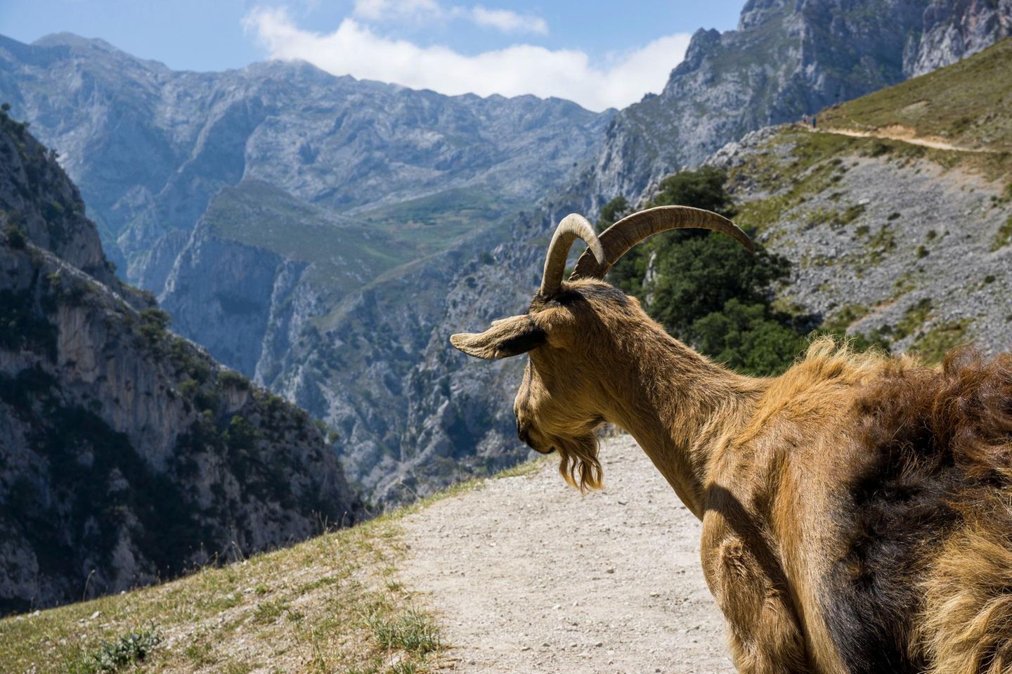 Eine Bergziege schaut in die Berglandschaft der  Picos de Europa