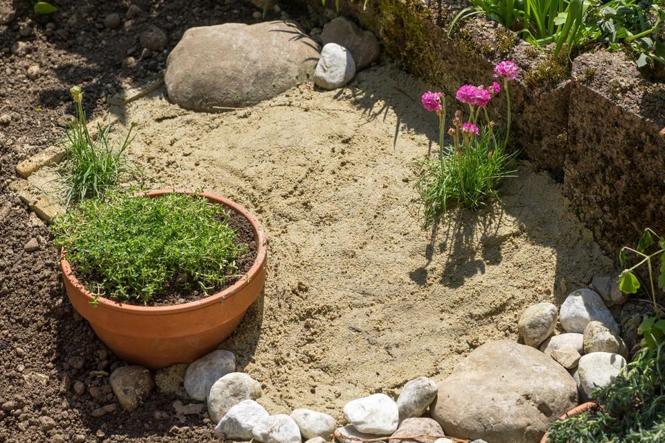 Sandarium mit Grasnelke für Wildbienen Sandarium mit Grasnelke für Wildbienen