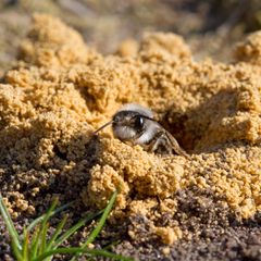 Biene vor dem Eingang zu ihrem Nest im Sand