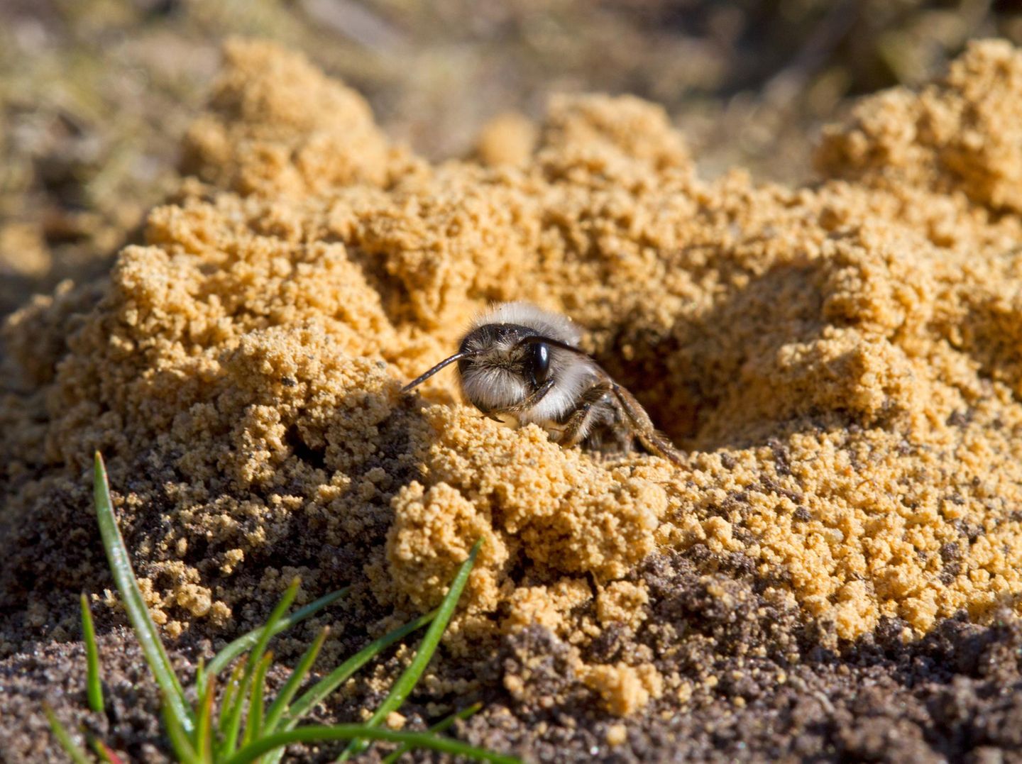 Biene vor dem Eingang zu ihrem Nest im Sand
