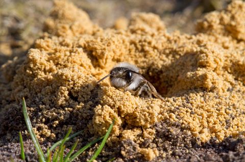 Biene vor dem Eingang zu ihrem Nest im Sand
