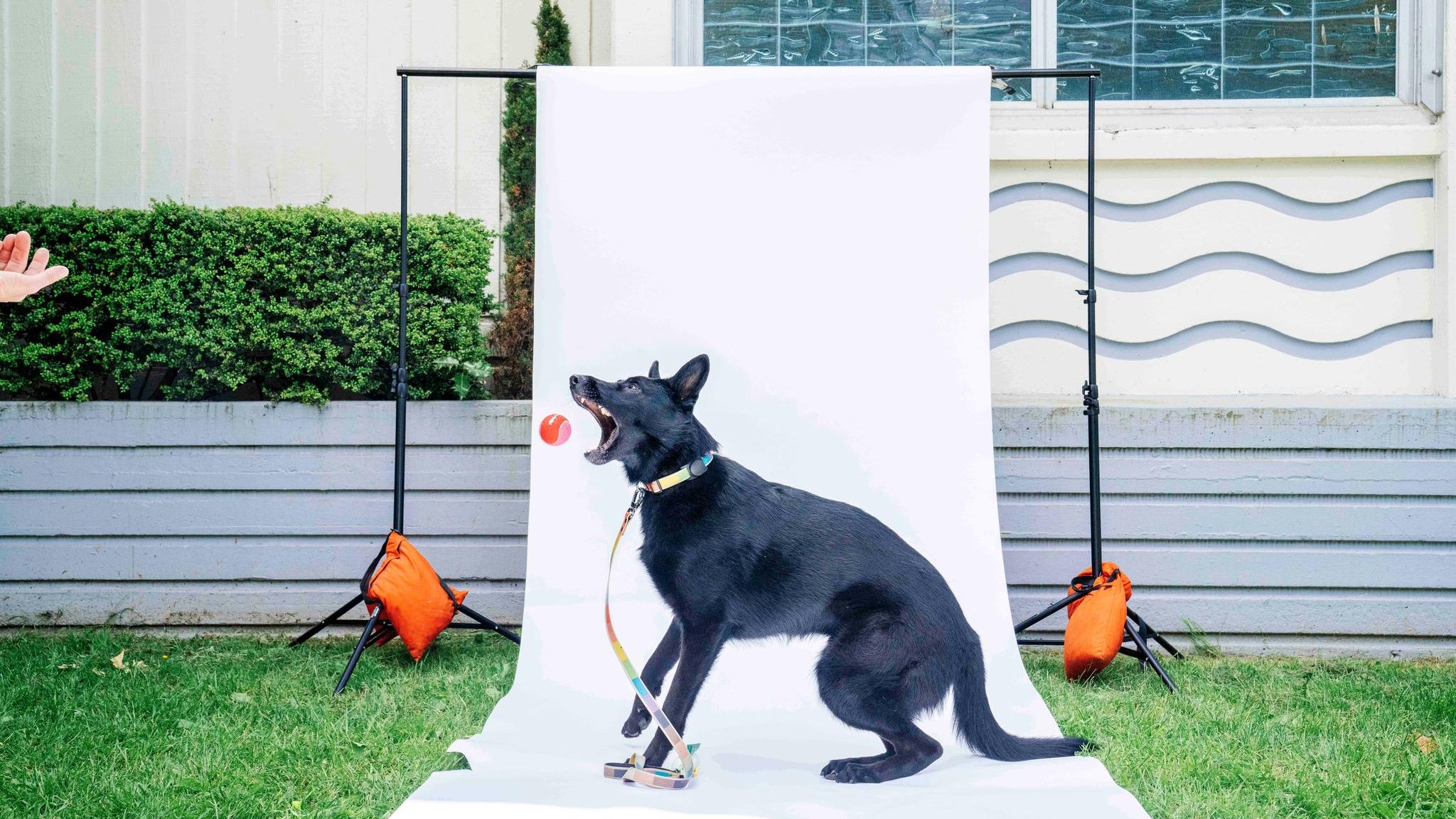 Ein Hund versucht einen Ball zu fangen