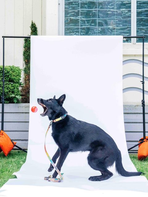 Ein Hund versucht einen Ball zu fangen