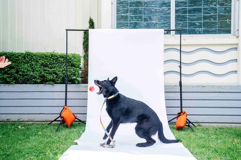 Ein Hund versucht einen Ball zu fangen