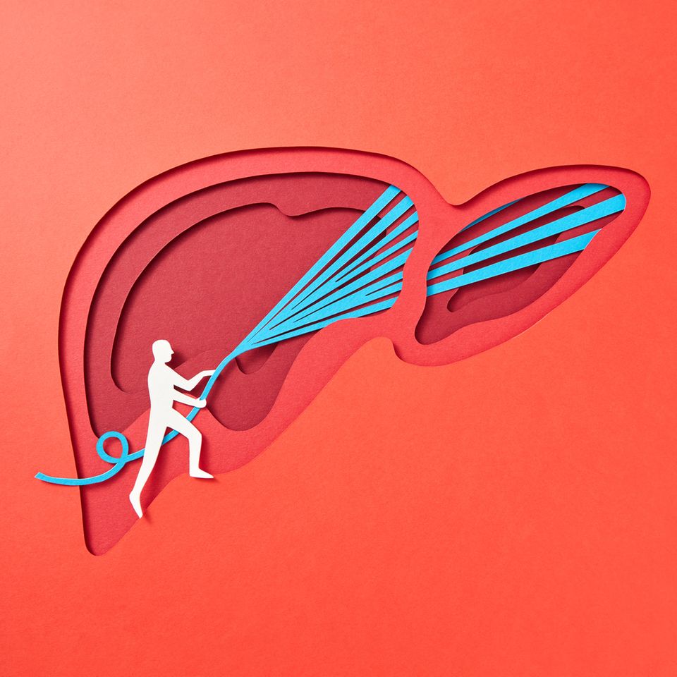 Illustration einer Fettleber, die mit einem Wasserschlauch symbolisch gereinigt wird