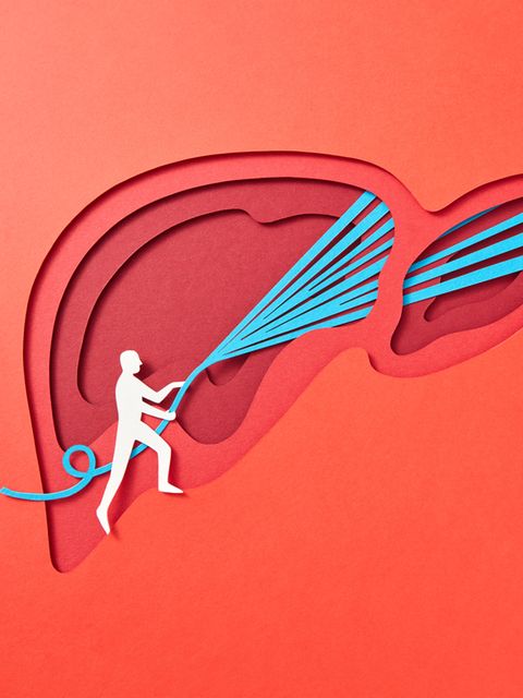 Illustration einer Fettleber, die mit einem Wasserschlauch symbolisch gereinigt wird