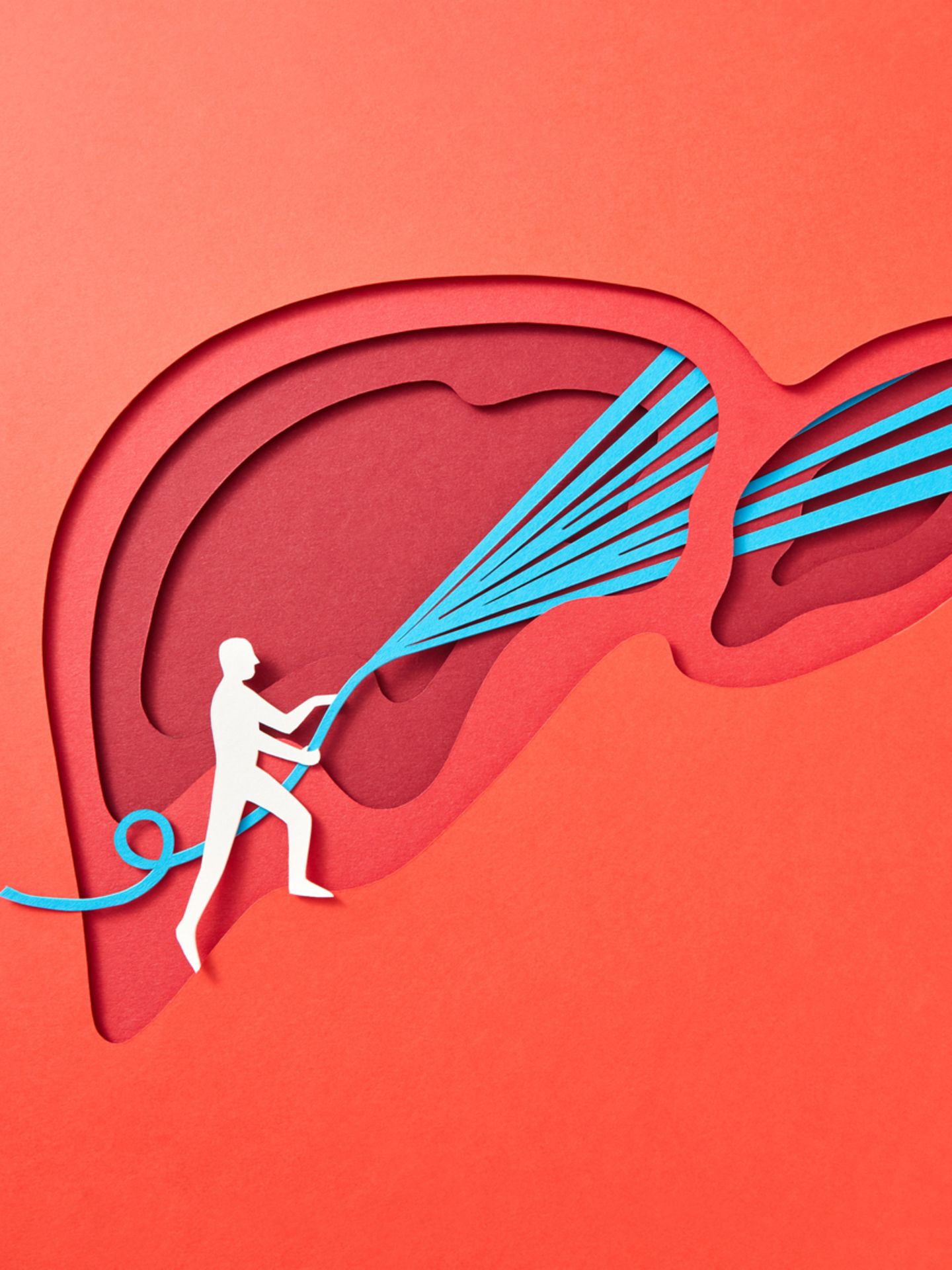 Illustration einer Fettleber, die mit einem Wasserschlauch symbolisch gereinigt wird