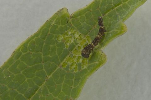 Eine stark vergrößert abgebildete Raupe des Nachtfalters Falcaria bilineata kriecht über die Spitze eines Birkenblatts