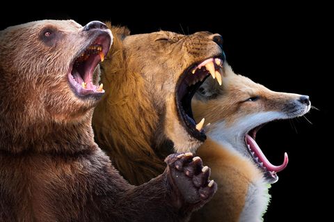 Bär, Löwe, Fuchs: Zur Ordnung der Carnivora, Raubtiere, gehören mehr als 280 Spezies. Welche hat den größten Erfolg?
