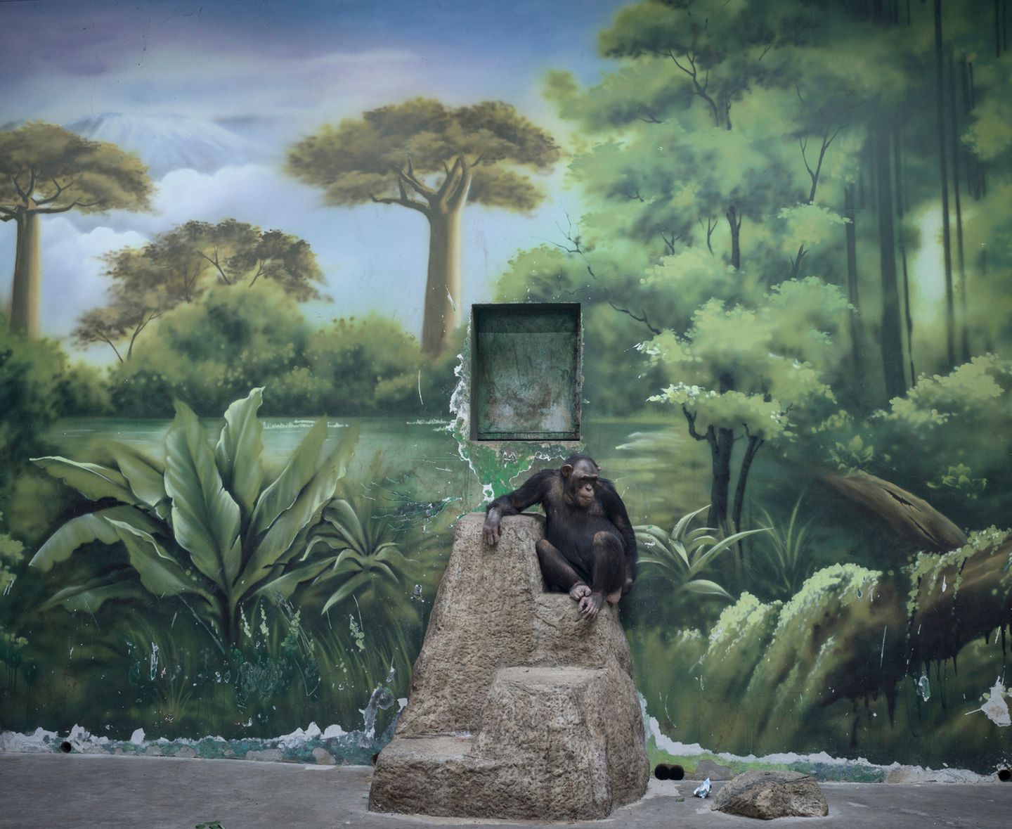 Nachdenklich wirkt der Schimpanse im Wild Animal Park von Shanghai, vor aufgemalter, vage afrikanischer Landschaft, auf einem künstlichen Felsen. Zed Nelson hat für sein Projekt der Entfremdung des Menschen von der Natur nachgespürt – und gleichzeitig der Sehnsucht des entfremdeten Menschen nach Grün und Wildnis. Dafür wurde der Brite als "Fotograf des Jahres" ausgezeichnet.  Sieger, professioneller Wettbewerb, "Natur und Tierwelt", "Fotograf des Jahres"