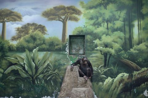 Nachdenklich wirkt der Schimpanse im Wild Animal Park von Shanghai, vor aufgemalter, vage afrikanischer Landschaft, auf einem künstlichen Felsen. Zed Nelson hat für sein Projekt der Entfremdung des Menschen von der Natur nachgespürt – und gleichzeitig der Sehnsucht des entfremdeten Menschen nach Grün und Wildnis. Dafür wurde der Brite als "Fotograf des Jahres" ausgezeichnet.  Sieger, professioneller Wettbewerb, "Natur und Tierwelt", "Fotograf des Jahres"