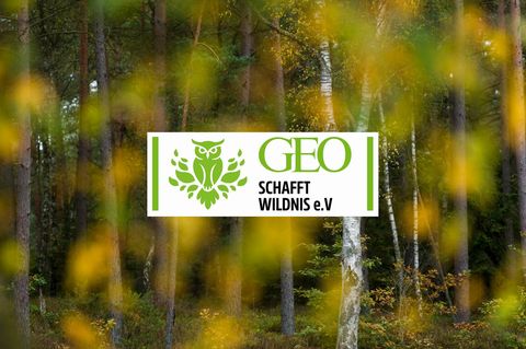 Im Südwesten Hamburgs verwandelt sich ein Wald in Wildnis – GEO will ihn kaufen und so dauerhaft schützen
