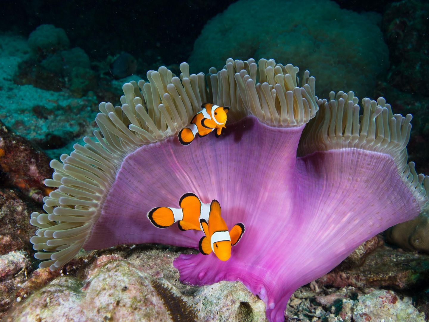 Clownfische in einer Anemone