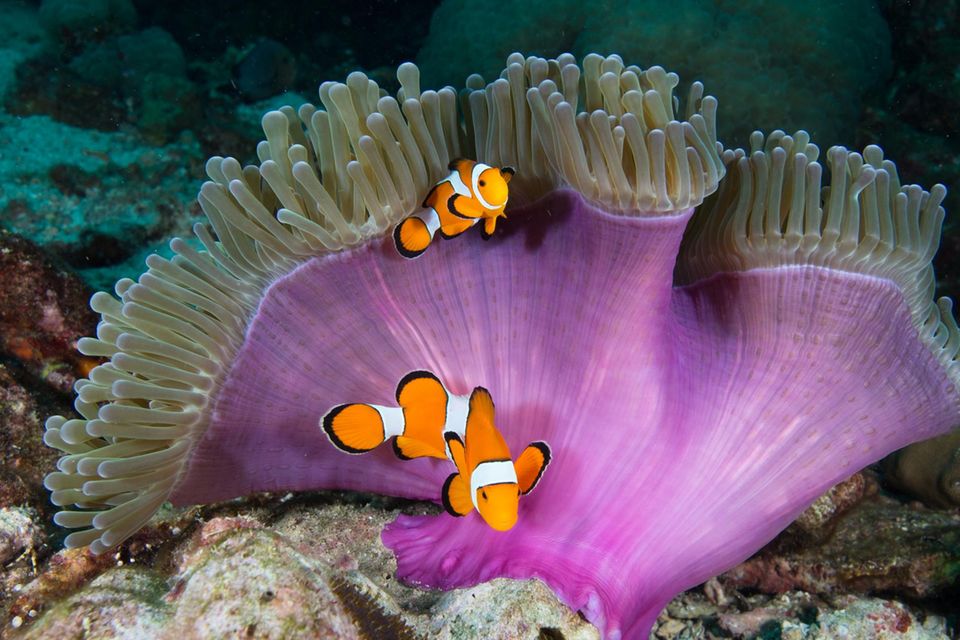 Clownfische in einer Anemone 1.3333