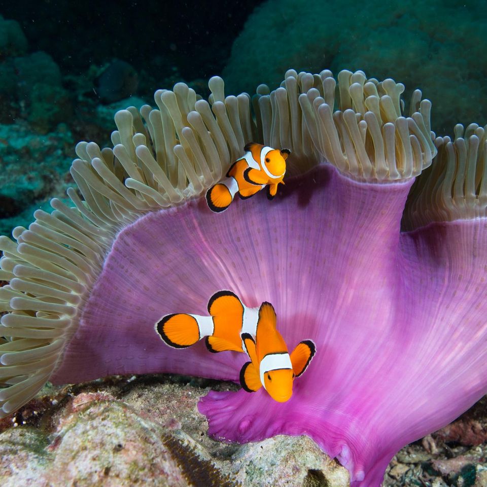 Clownfische in einer Anemone