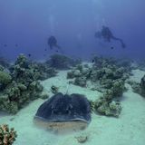 Schwarzpunktrochen und mehrere Taucher in Shaba El Erg