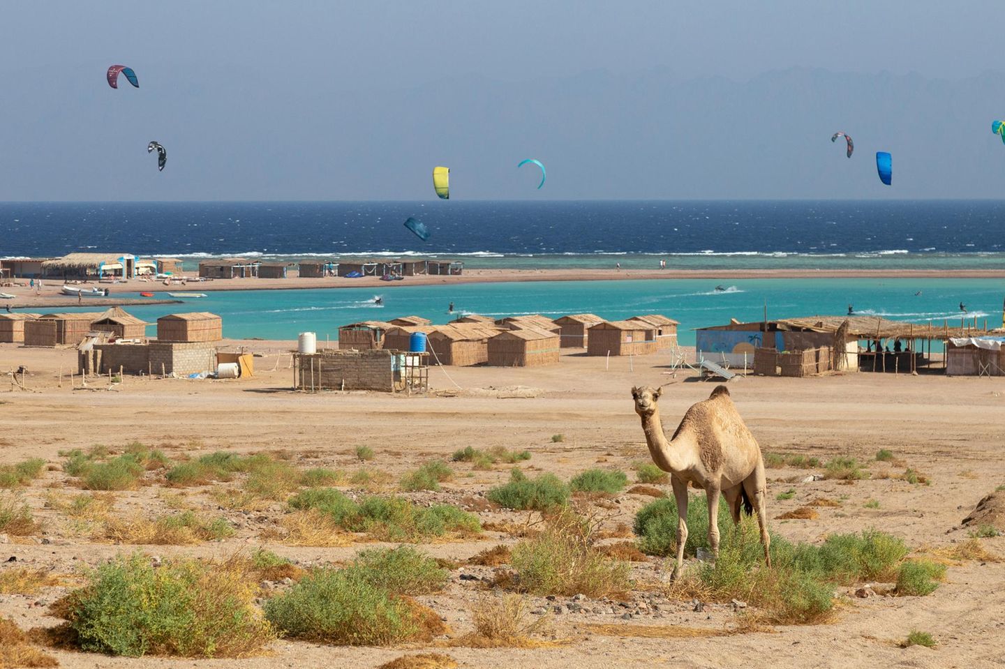 Kamel und Kitesurfer in Dahab