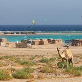Kamel und Kitesurfer in Dahab