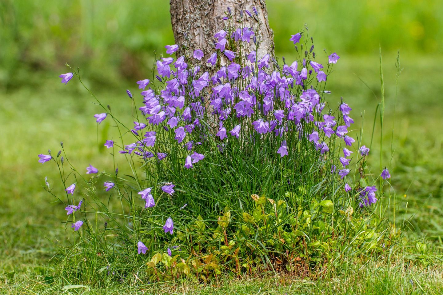 Rundblättrige Glockenblume Rundblättrige Glockenblume (Campanula rotundifolia)
