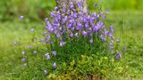 Rundblättrige Glockenblume (Campanula rotundifolia)