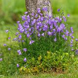 Rundblättrige Glockenblume (Campanula rotundifolia)