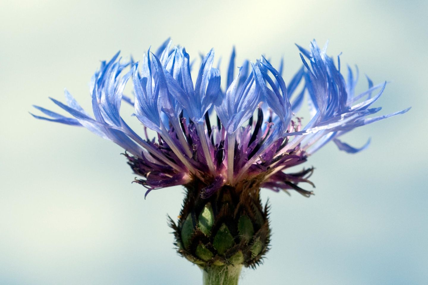 Berg-Flockenblume Berg-Flockenblume, Centaurea, montana
