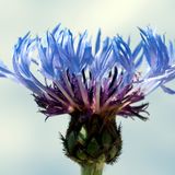 Berg-Flockenblume, Centaurea, montana