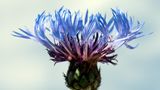 Berg-Flockenblume, Centaurea, montana